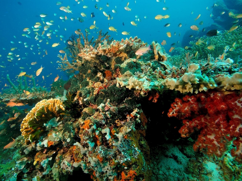 Underwater Bintan