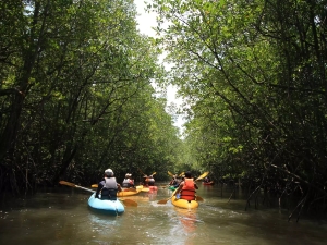 Mangrove Kayak Tour