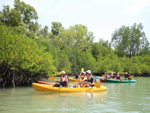 Mangrove Kayak Tour