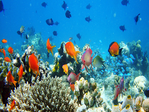 Snorkelling