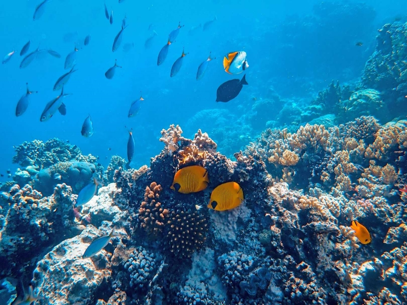 Underwater Koh Lipe