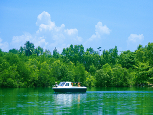 mangrove tour