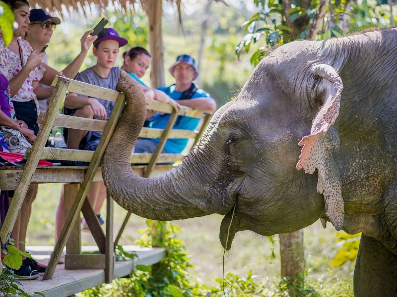 Elephant Feeding