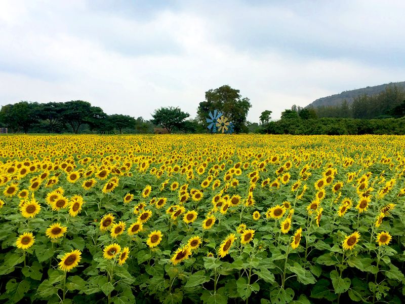 Khao Yai - Sunflower View