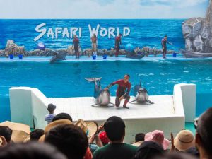 Marine Park - Dolphin show