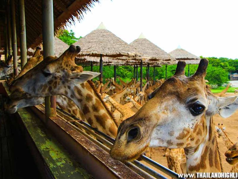 Safari World Bangkok Giraffe Feeding