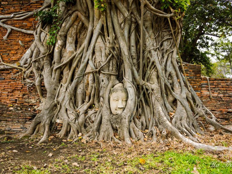 Temple in the tree