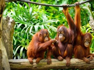 Sepilok Orang Utan Rehabilitation Centre