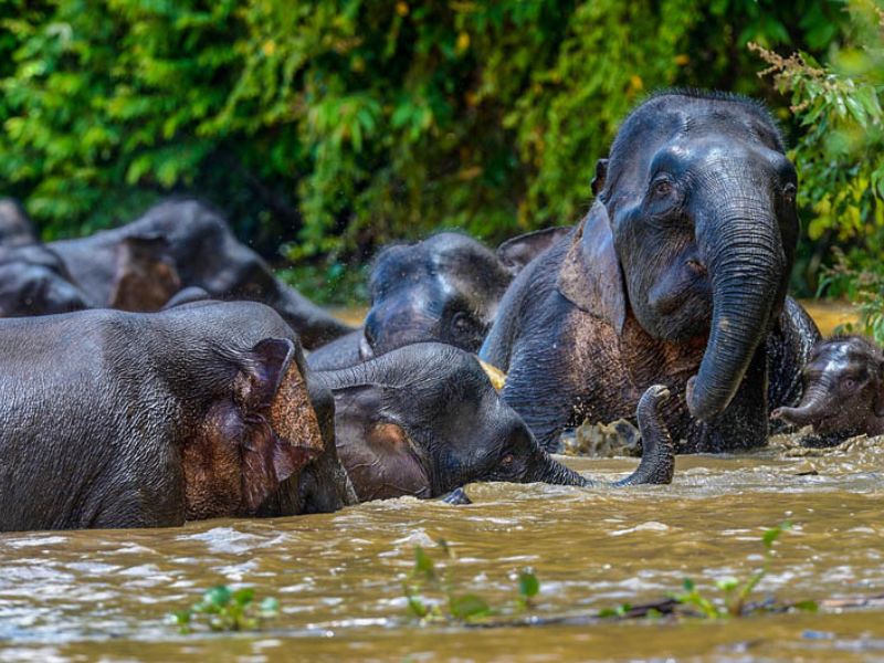 Sukau Rainforest Lodge River Cruise