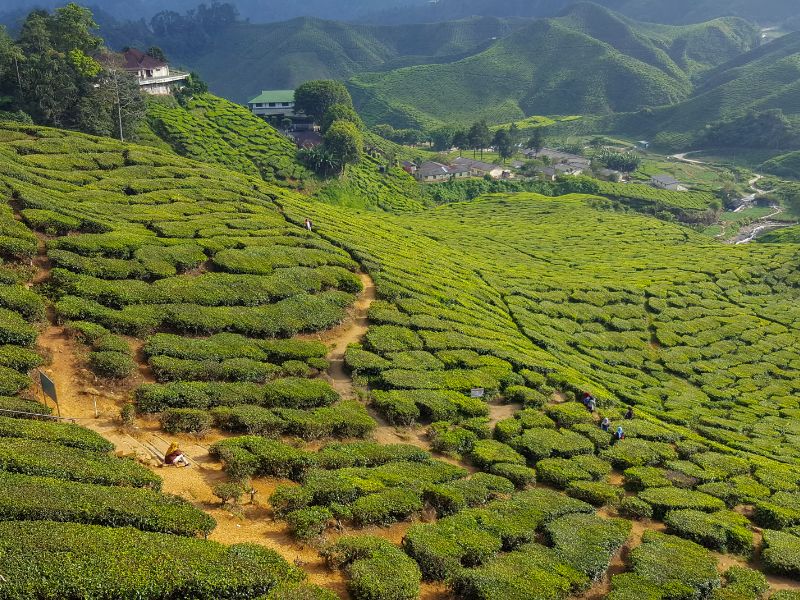 Bharat Tea Plantation