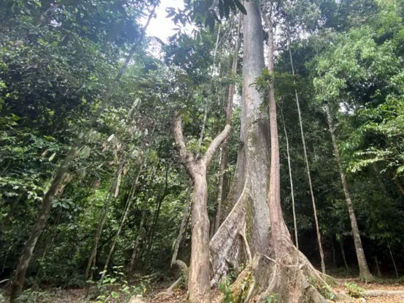 Gigantic Tree at Taman Negara