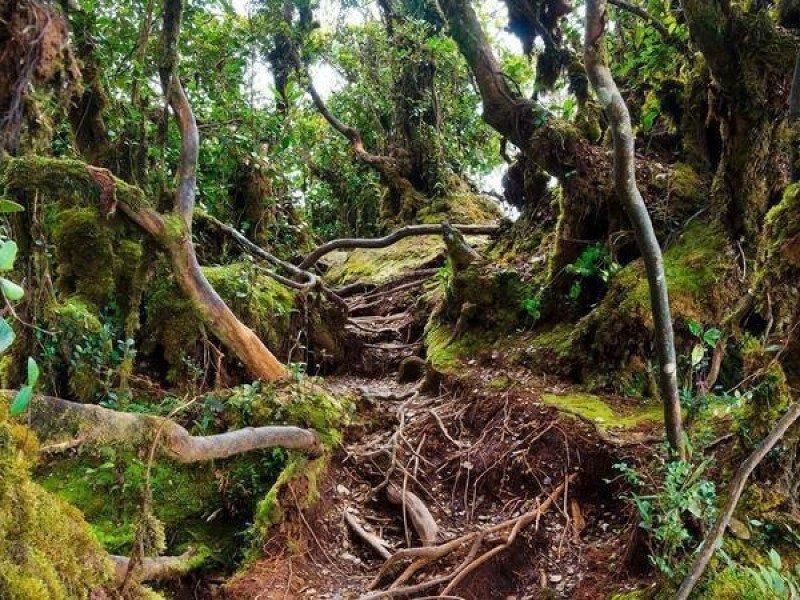 Mossy Forest