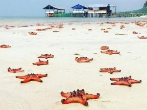 Phu Quoc starfish beach