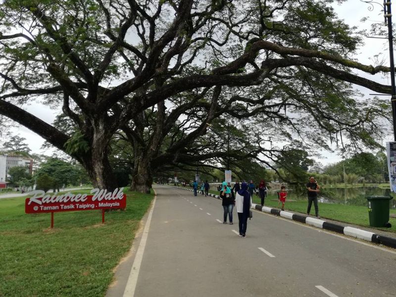 Raintree Walk, Taiping