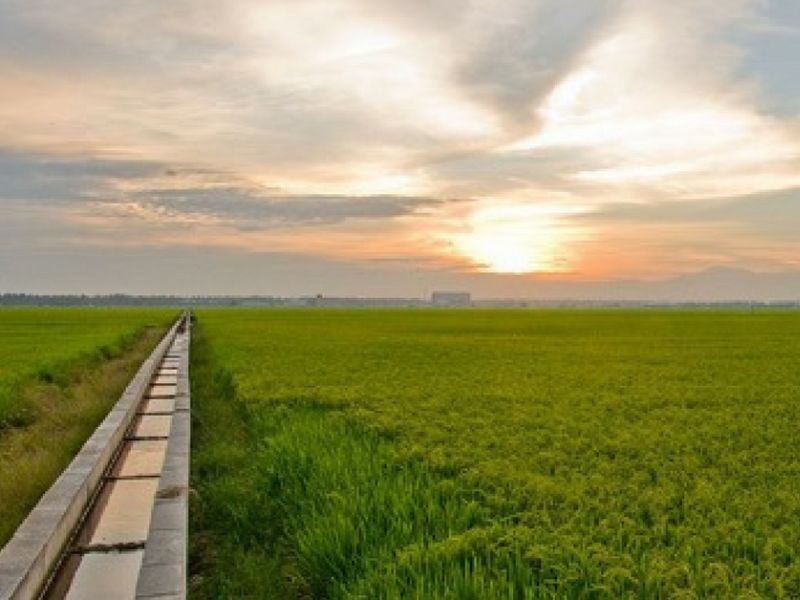 Sekinchan Paddy Field