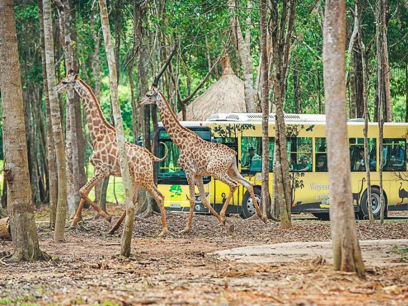 VINPEARL SAFARI PHU QUOC