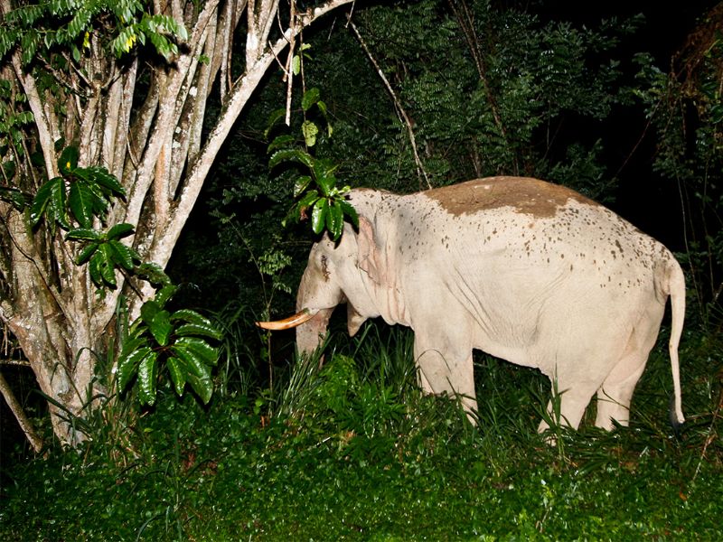 Wildlife Spot, Night Jungle Walk