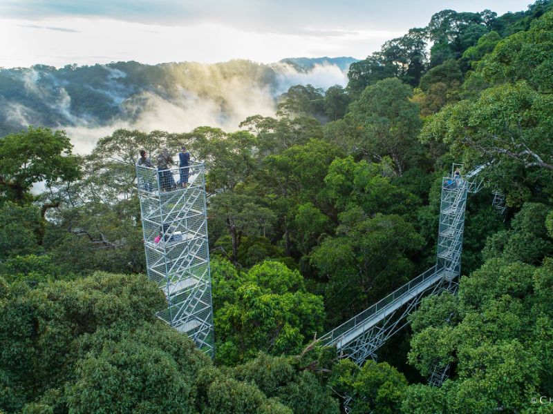 Canopy Tower at National Park