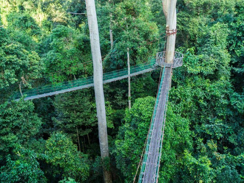 Canopy Walkway