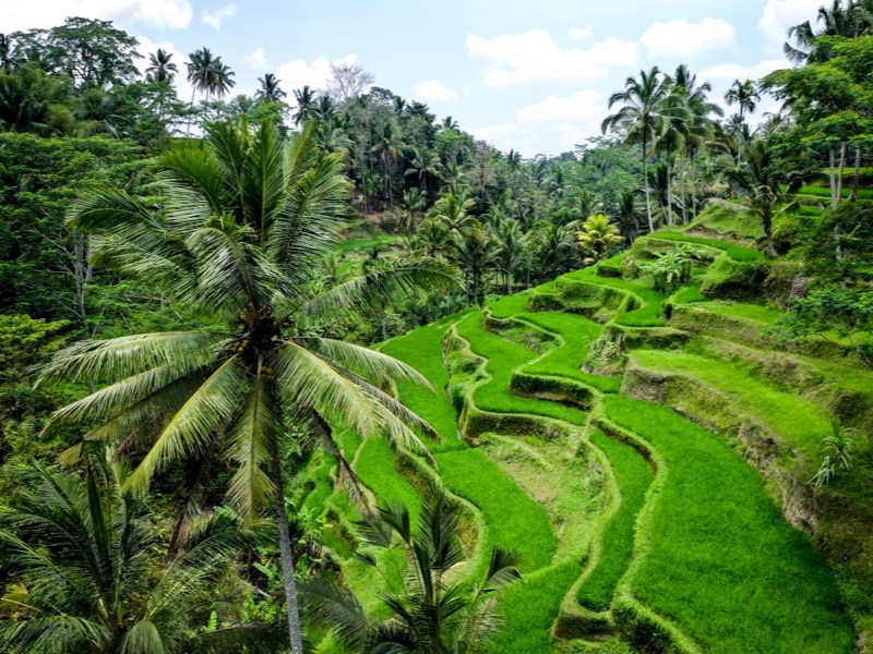 Ceking Rice Terraces
