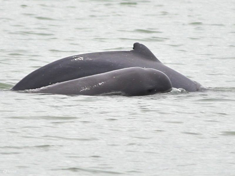 Irrawaddy Dolphin River Cruise