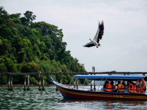 Langkawi Eagle