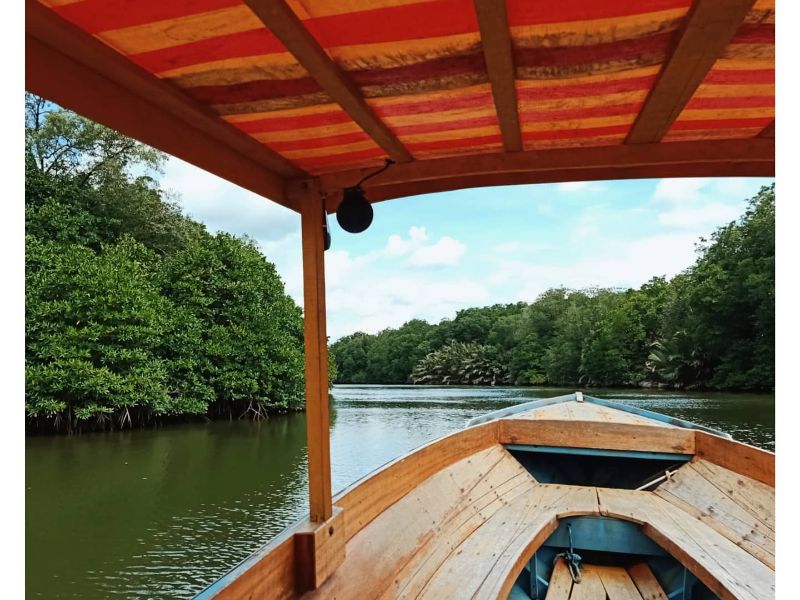 Mangrove Cruise