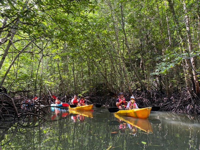 Mangrove Kayak Tour