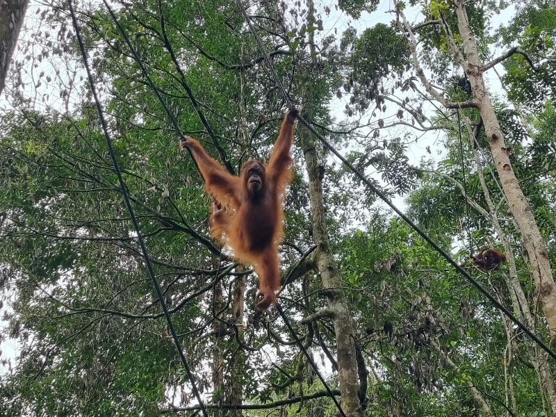 Orang Utan in Semenggoh Wildlife Centre