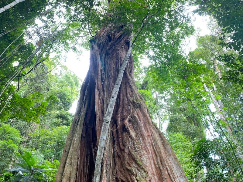 Piyamit Millenium Tree