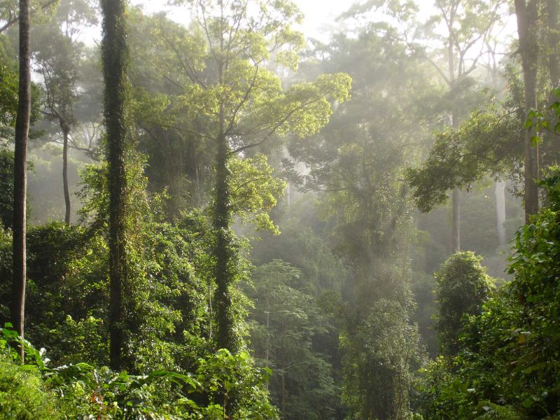Rainforest View of Danum Valley
