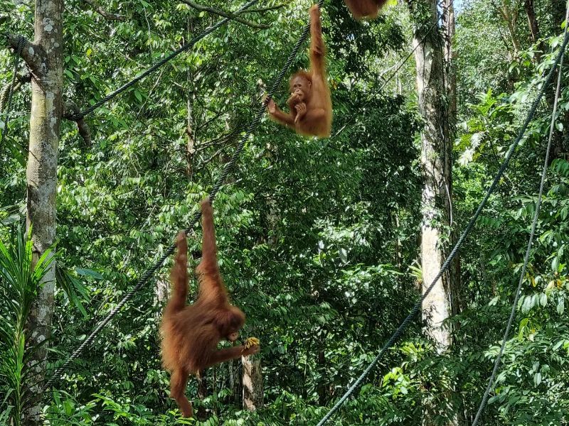 Semenggoh Wildlife Centre