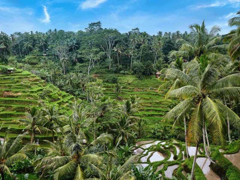 Tegalalang Rice Terrace