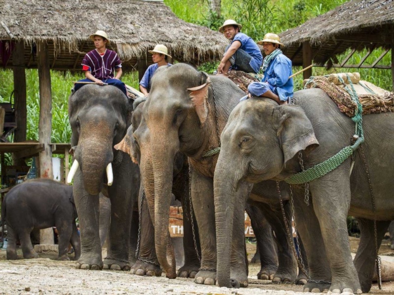 Elephant Camp