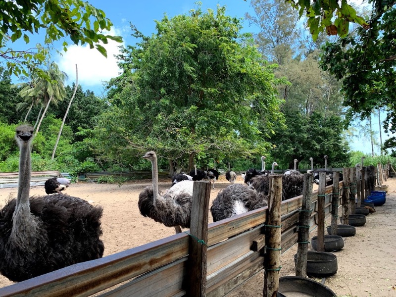 Ostrich Farm