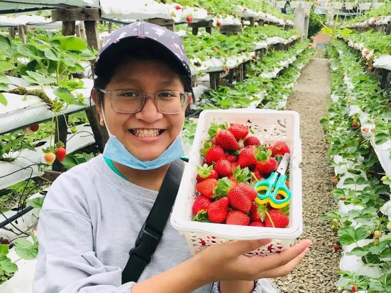 Raju’s Hill Strawberry Farm