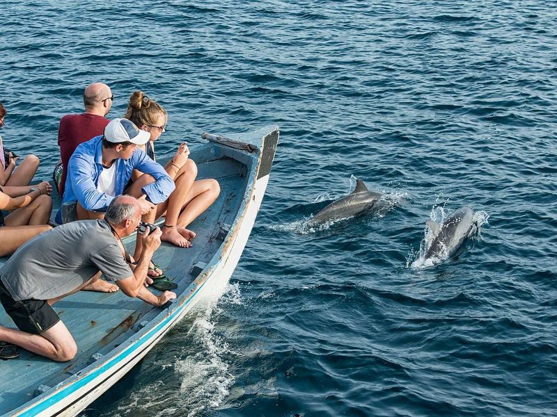 Dolphin Watching