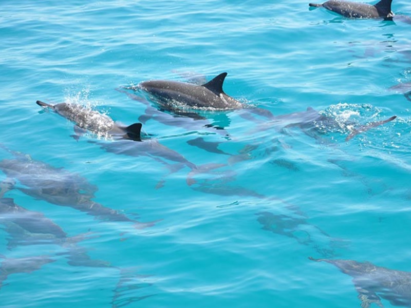 Dolphin in Maldives