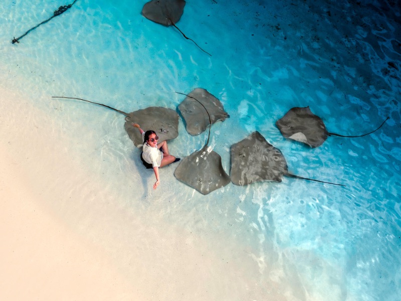 Giant Stingray Feeding