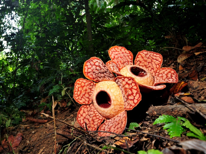 Rafflesia Spotting