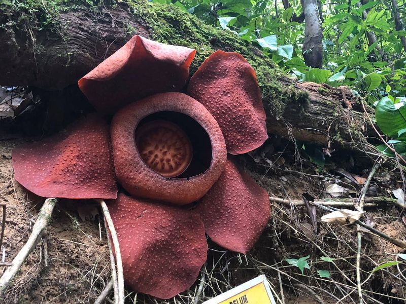 Rafflesia Spotting
