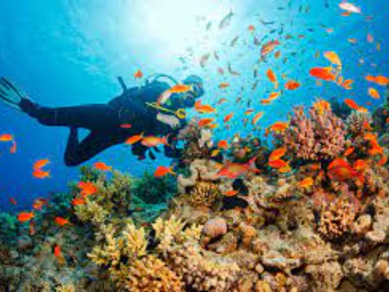 Coral Reef Diving Experience