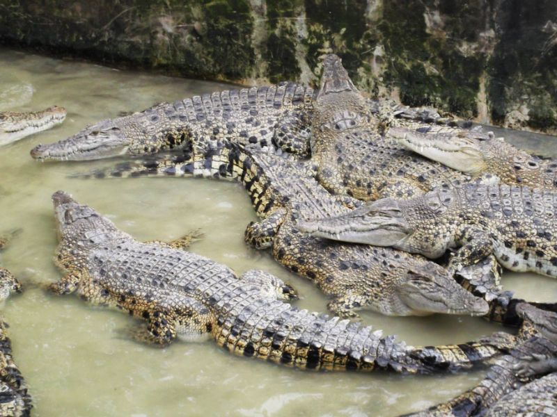 Crocodile Farm Visit