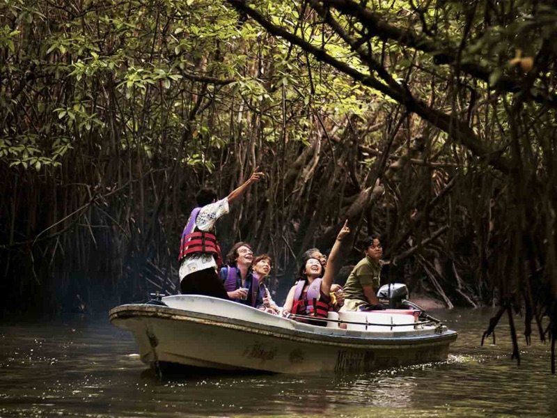 Mangrove Boat Tour