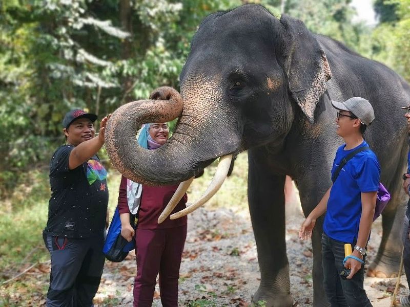 Enclose with Elephant