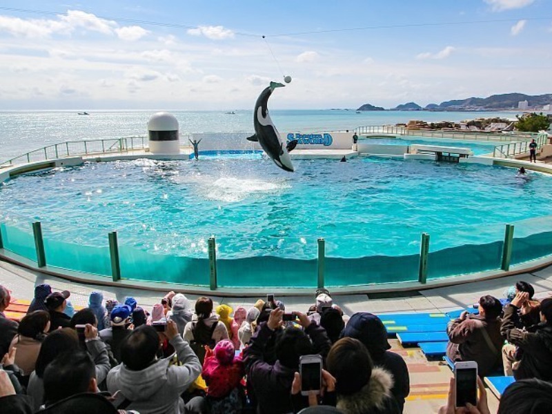Killer Whale Show Kamogawa Seaworld