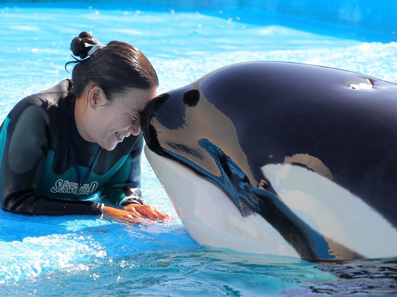 Killer Whales Bond Kamogawa Sea World