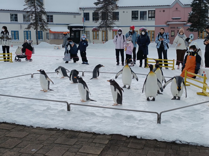 Marine Park Nixe~Penguin Parade