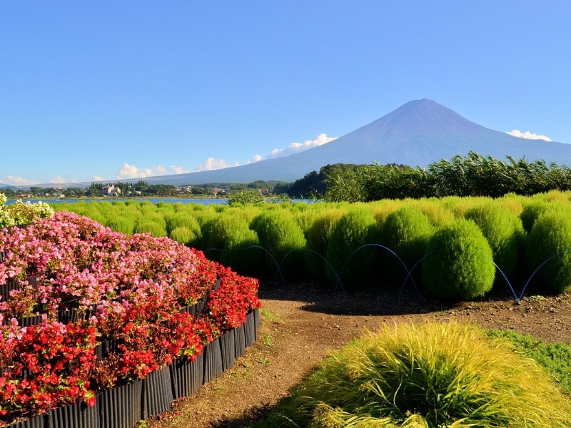 Oishi Park (Overlook Mount Fuji)