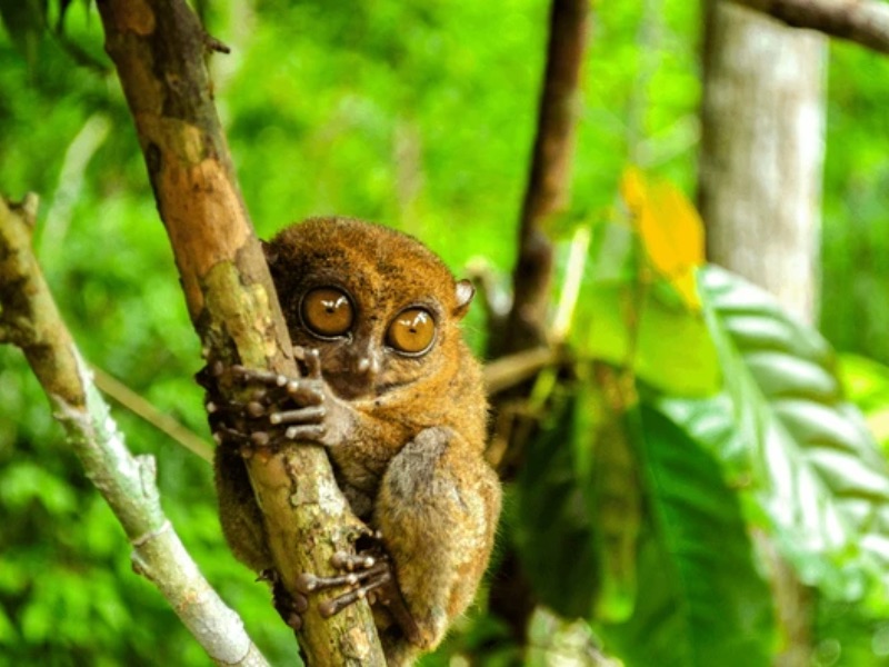 Tarsier Encounter